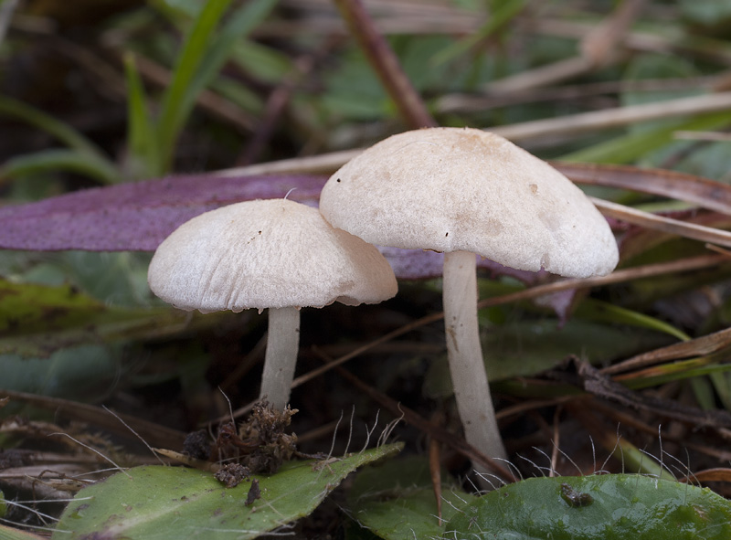 Entoloma sericellum